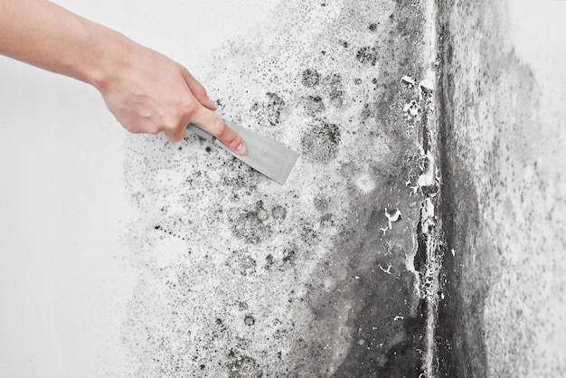 Photo disinfection of mold. a hand with a spatula removes the black fungus from the white wall. aspergillus.